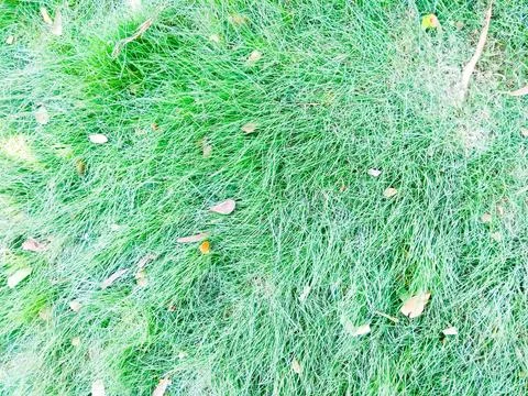 Natural Grass 2 Stock Photos