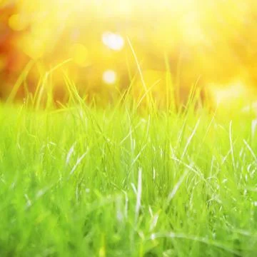 Natural grass background. Stock Illustration