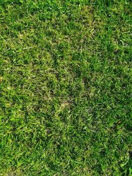 Natural grass background Stock Photos