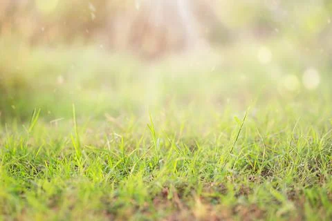 Natural grass background Stock Photos