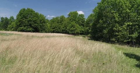 Natural Grass Field Stock Footage