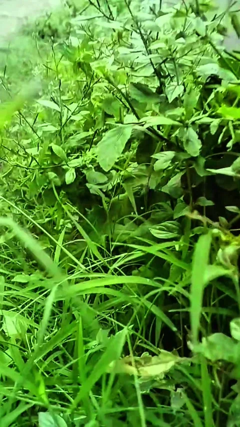 Natural grass in green field Stock Footage 319053331