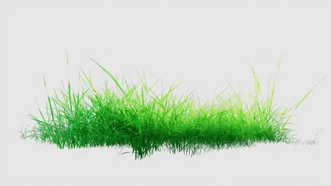 Natural Grass Patch Blowing in Wind Alpha Background Видео 334902859