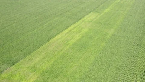 Natural grass as the pattern background. Stock Footage 137590280