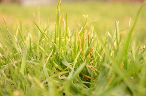 Natural grass Stock Photos
