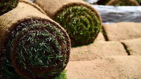 Natural grass in rolls Stock Footage 273197571