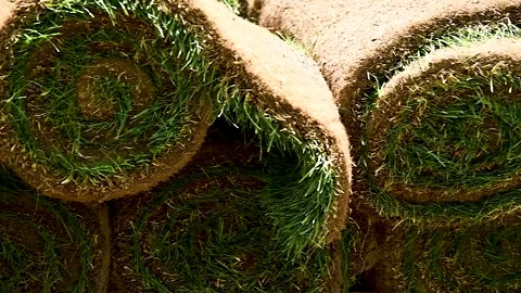 Natural grass in rolls Stock Footage 310053210