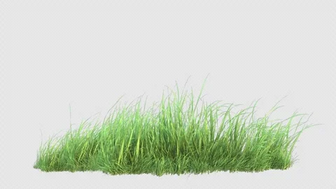 Natural Grass Swing on Alpha Loop Stock Footage 310732713