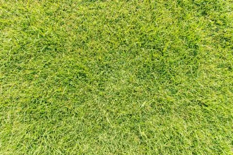 Natural grass texture patterned background in golf course turf from top view. Stock Photos