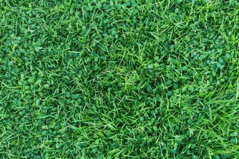 Natural grass texture Stock Photos