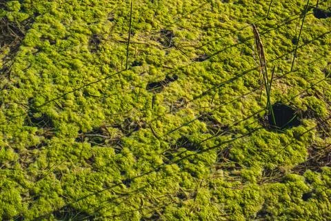 Natural green algae covering the surface of stagnant swamp water outdoors Stock Photos