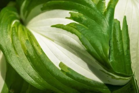 Natural green background with fresh leaves of dieffenbachia plant. Closeup. Stock Photos