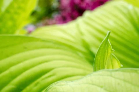 Natural green background with leaf and drops of water Stock Photos
