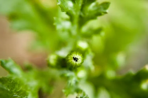 Natural green background Stock Photos