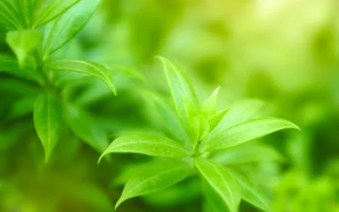 Natural green background Stock Photos