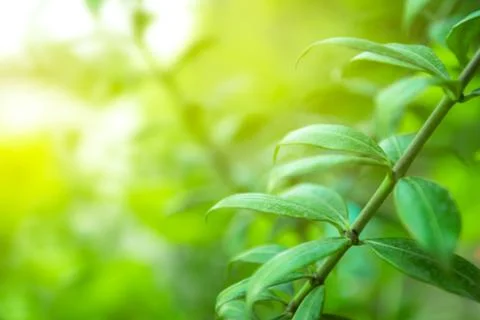 Natural green background Stock Photos