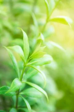 Natural green background Stock Photos