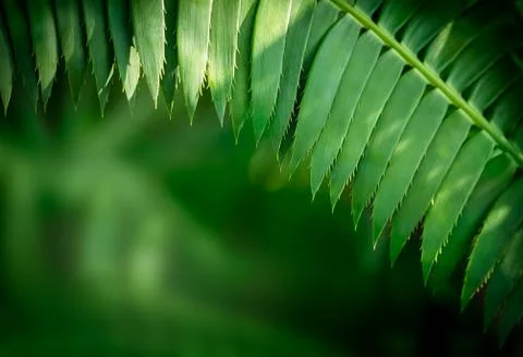 Natural green background Stock Photos