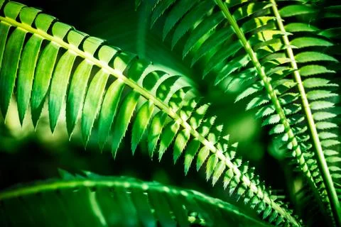 Natural green background Stock Photos