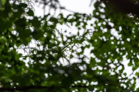 Natural green background Stock Photos
