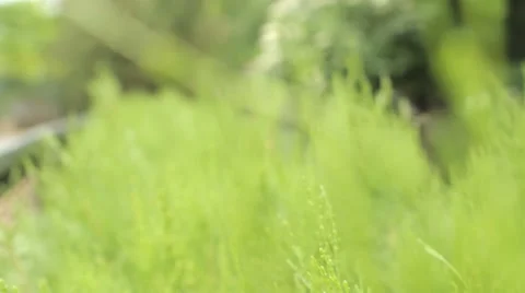 Natural green background with selective focus Stock Footage 53256919