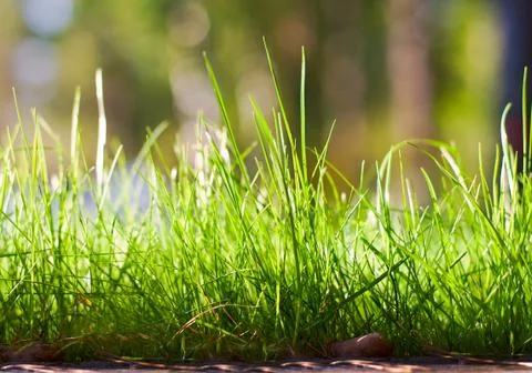 Natural green background with selective focus Stock Photos