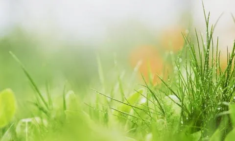 Natural green background with selective focus. Stock Photos