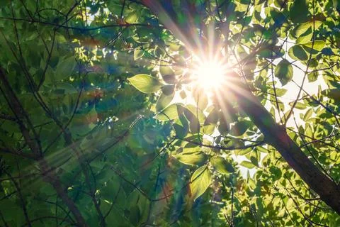 Natural green background with selective focus, Green leaves background Foto stock