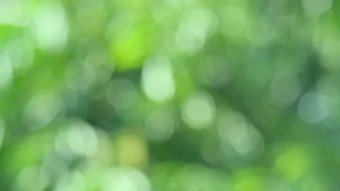 Natural green blurred background Stock Footage 108474454