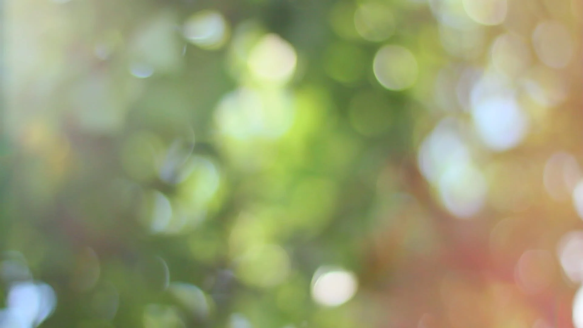 natural green bokeh background | Stock Video | Pond5