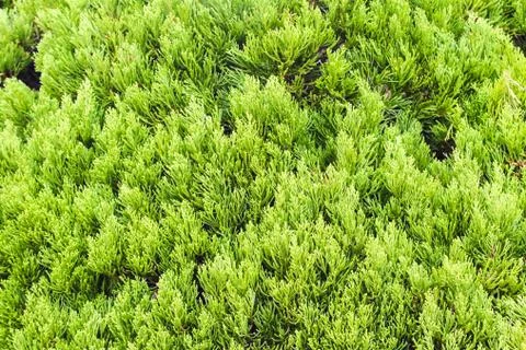 Natural green branches Stock Photos