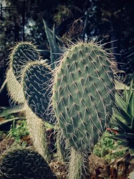 Natural green cactus with sharp thin needles 库存照片