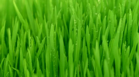 Natural green grass field background Stock Footage 48567433