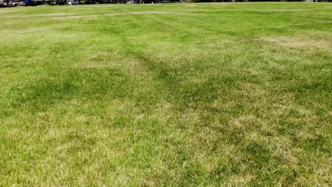 Natural Green Grass Stock Footage 292851340