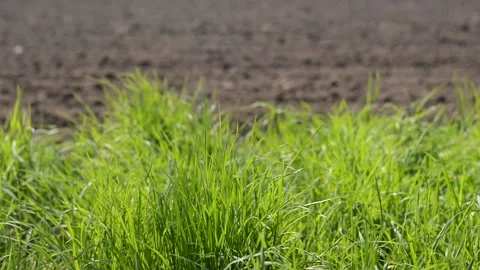 Natural green grass in the wind 動画素材 192403905