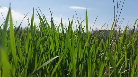 Natural green grass in the wind 動画素材 192404088