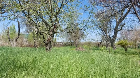 Natural green grass in the wind 動画素材 192404155