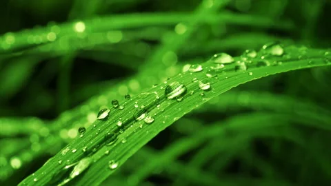 Natural Green Leaf Close Up Video stock 169450016