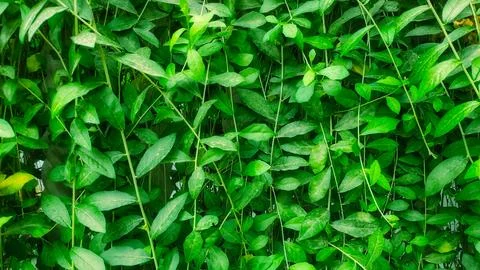 Natural Green Leaf Forest Texture Stock Photos