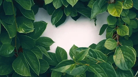 Natural green leaf frame around white background Stock Footage 110876806