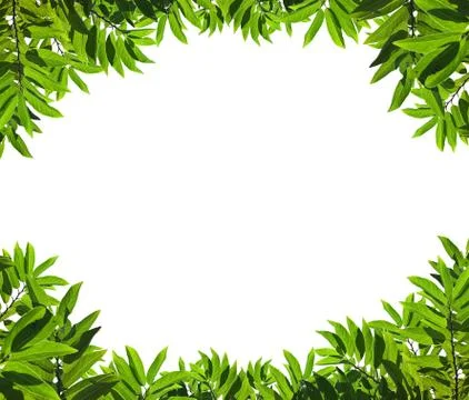 Natural green leaf frame Stock Photos