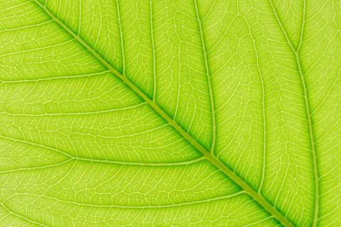 Natural green leaf pattern texture background with light behind for website. Stockfoto's