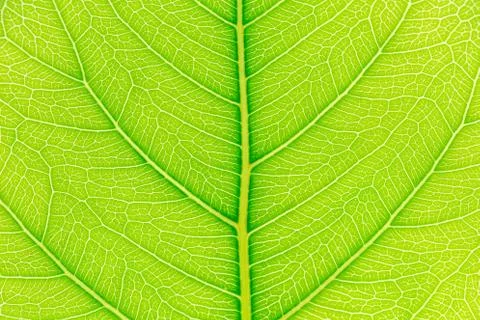 Natural green leaf pattern texture background with light behind for website. Stockfoto's