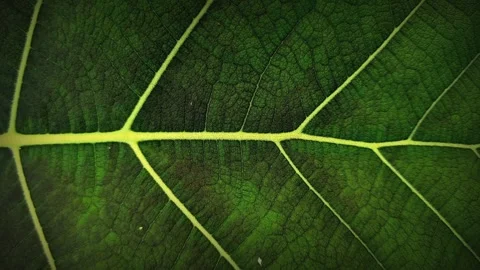 Natural Green Leaf Texture Background 4K Macro Footage Stock Footage 331725487