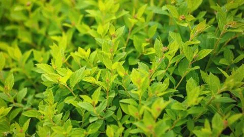Natural green leaf texture Stock Photos