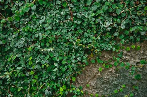 Natural green leaf wall, Texture background. Leaves on the wall. Stock Photos