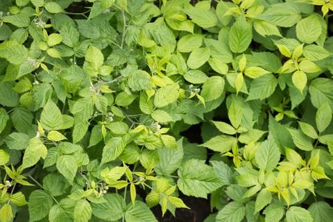 Natural green leaf wall. Texture background of green bush leaves. View from t Stock Photos