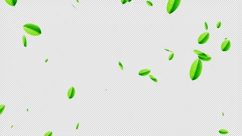 Natural Green Leaves Falling Isolated on Alpha Channel 4k stock video. 库存影片 340968872