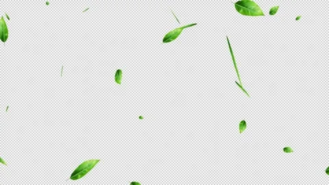 Natural Green Leaves Falling Isolated on Alpha Channel 4k stock video. 動画素材 340968898