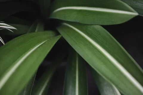 Natural green leaves pattern background, Close up leaf beautiful in the tropi Stock Photos
